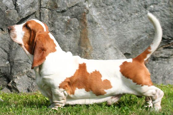 how big do basset hounds get