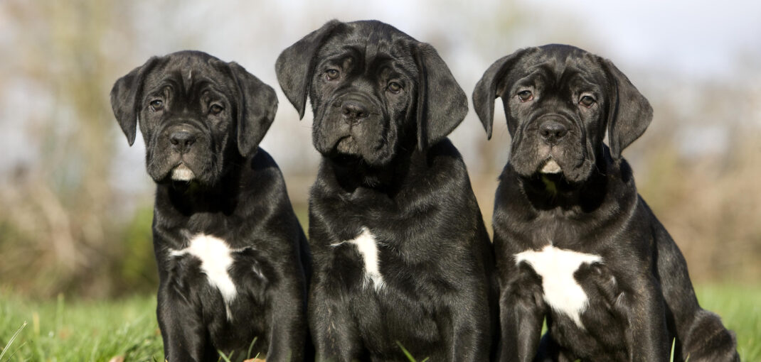 how many puppies do cane corsos have