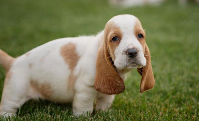 how much are basset hound puppies