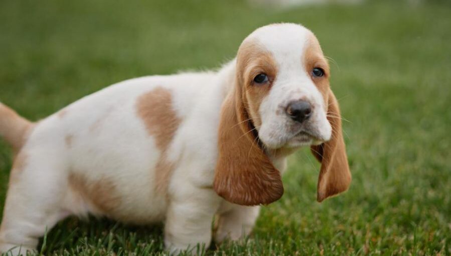 how much are basset hound puppies