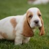 how much are basset hound puppies