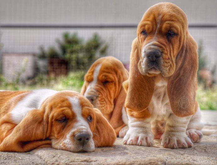 how much are basset hound puppies