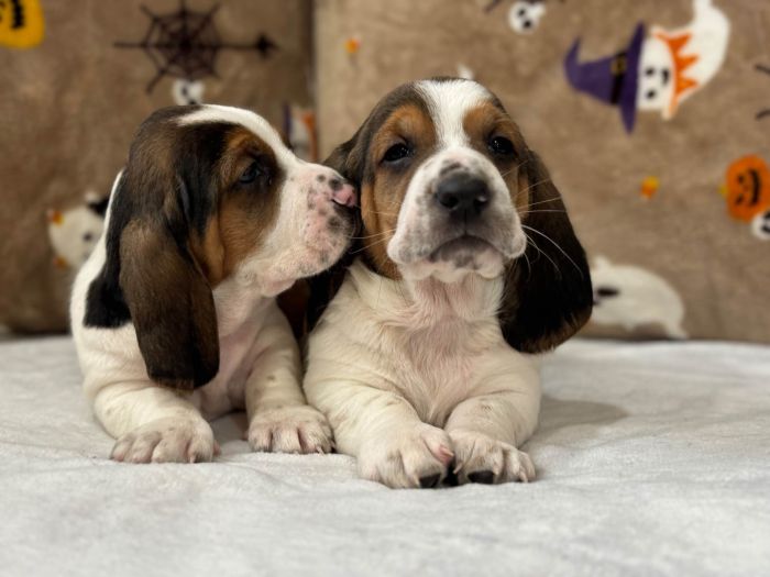 how much are basset hound puppies