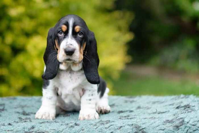 how much are basset hound puppies