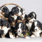 how much are bernese mountain dog puppies