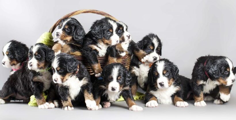 how much are bernese mountain dog puppies