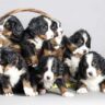 how much are bernese mountain dog puppies