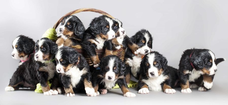 how much are bernese mountain dog puppies