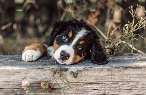 how much are bernese mountain dog puppies