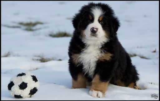 how much are bernese mountain dog puppies