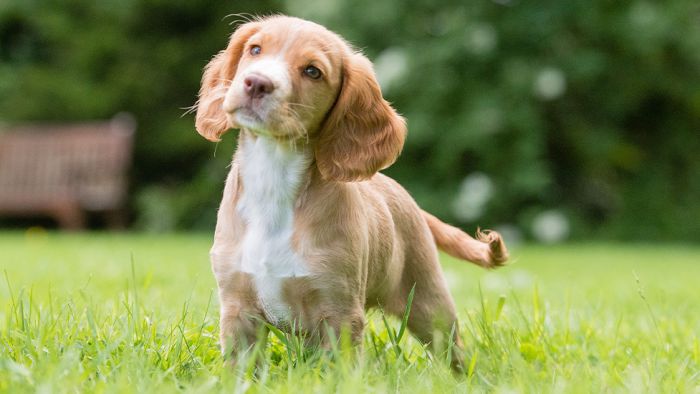 how much is a cocker spaniel puppy