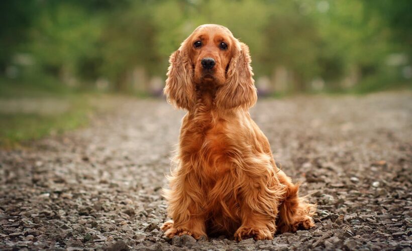 how much is a cocker spaniel puppy