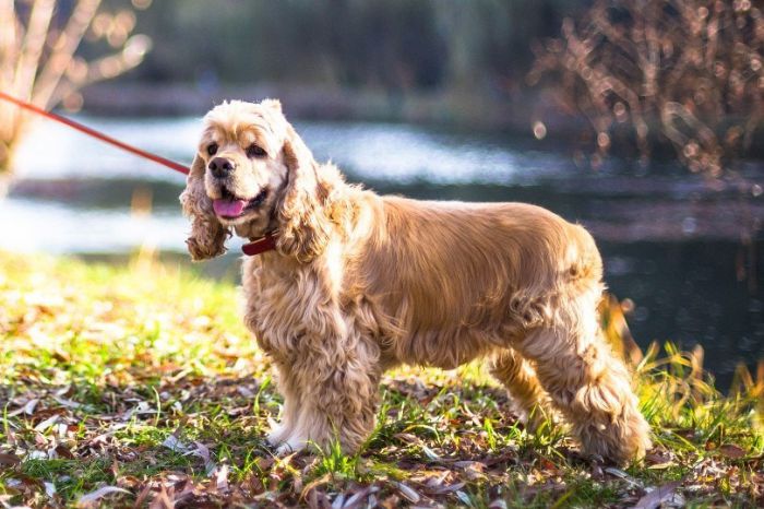 how much is a cocker spaniel puppy