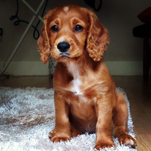 how much is a cocker spaniel puppy