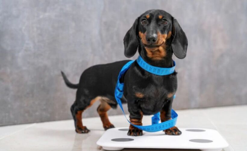 how much should a wiener dog weigh