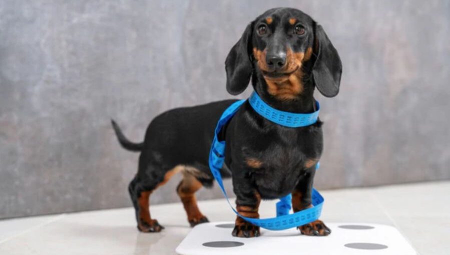 how much should a wiener dog weigh