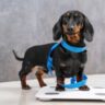 how much should a wiener dog weigh