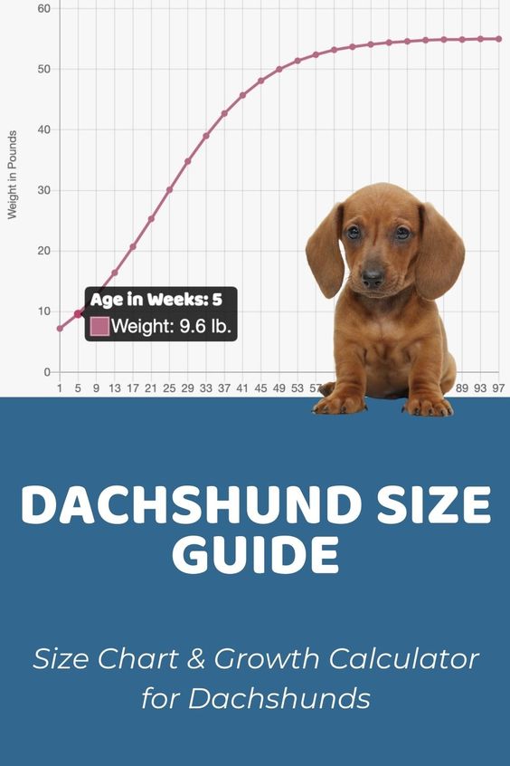 how much should a wiener dog weigh