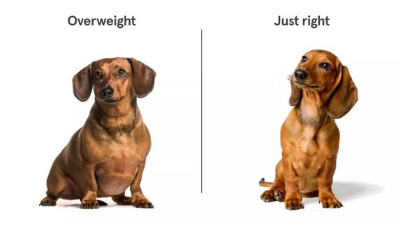 how much should a wiener dog weigh