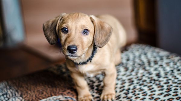 how much should a wiener dog weigh