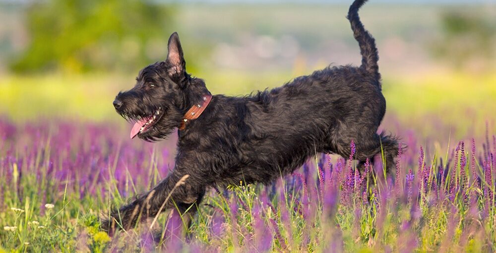 is schnauzer hypoallergenic