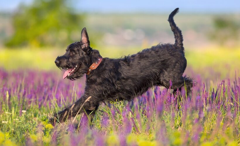 is schnauzer hypoallergenic