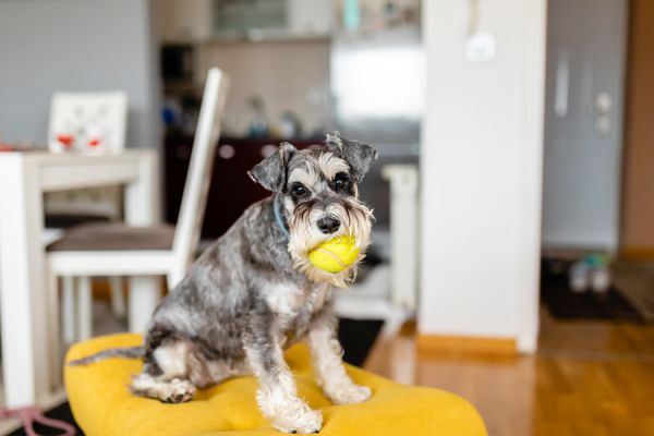 is schnauzer hypoallergenic