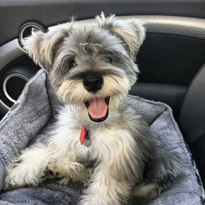 is schnauzer hypoallergenic