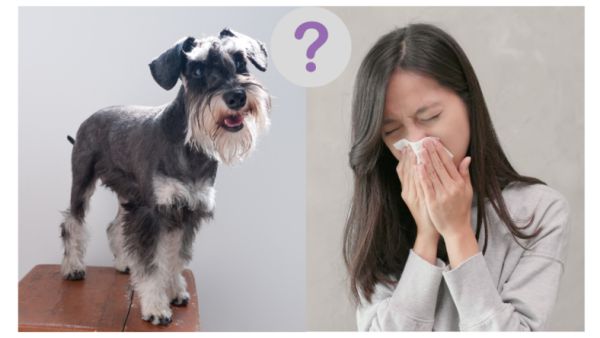 is schnauzer hypoallergenic