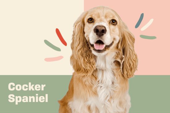 what is a cocker spaniel