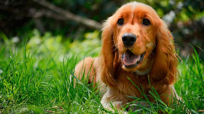 what is a cocker spaniel