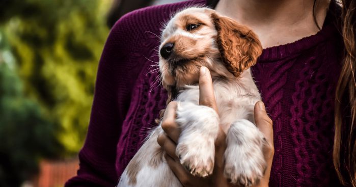 what is a cocker spaniel