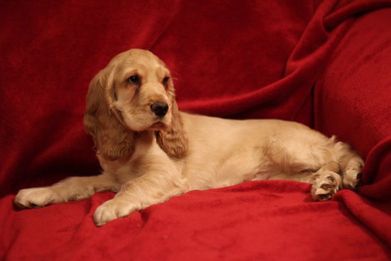 what is a cocker spaniel