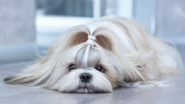 what was shih tzu bred for