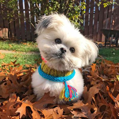 what was shih tzu bred for