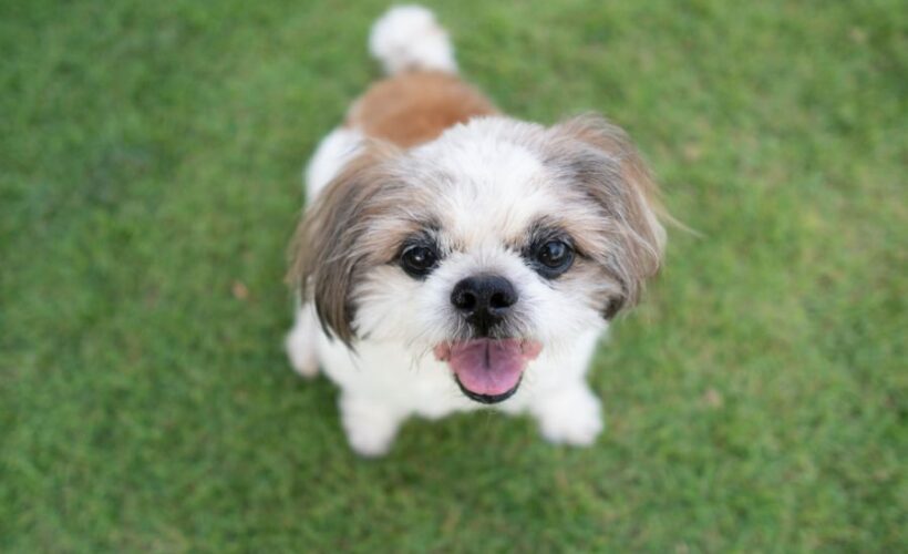 what was shih tzu bred for