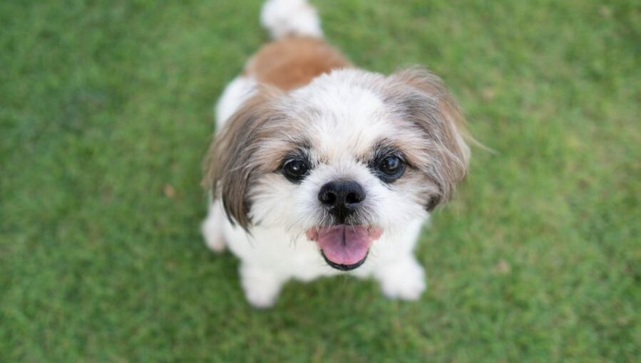 what was shih tzu bred for