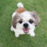 what was shih tzu bred for