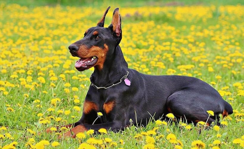 what was the doberman pinscher bred for