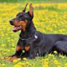 what was the doberman pinscher bred for