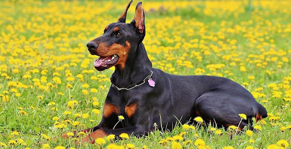 what was the doberman pinscher bred for