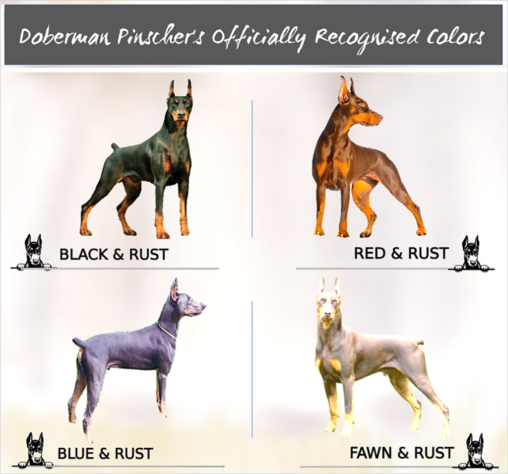 what was the doberman pinscher bred for