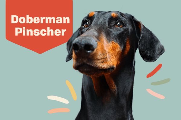 what was the doberman pinscher bred for