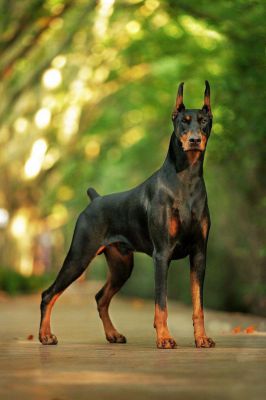 what was the doberman pinscher bred for