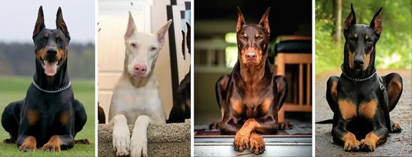 what was the doberman pinscher bred for