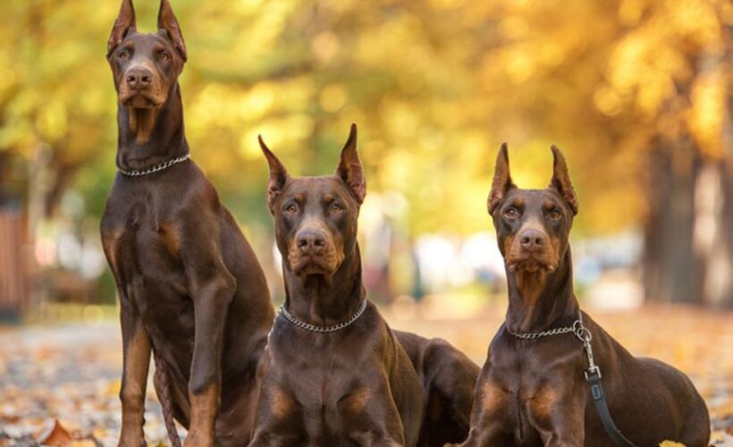 where are doberman pinschers from