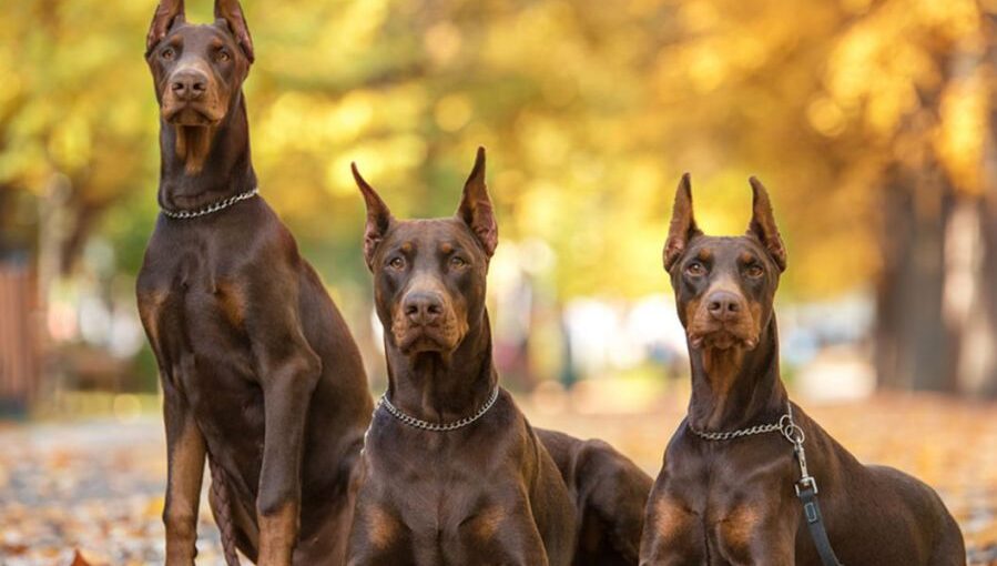 where are doberman pinschers from