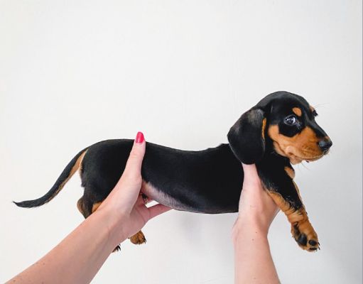 where are wiener dogs from