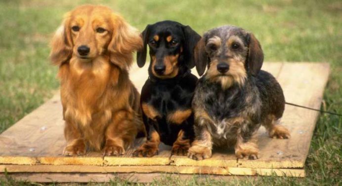 where are wiener dogs from