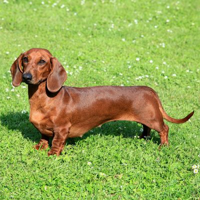 where are wiener dogs from